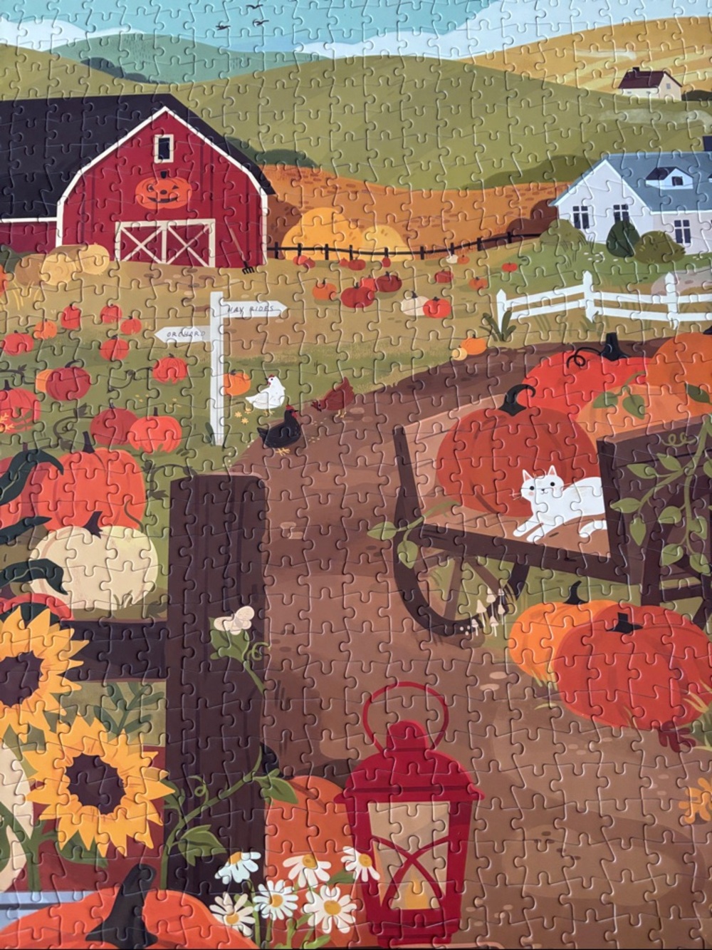 Hobbry Pumpkin Patch